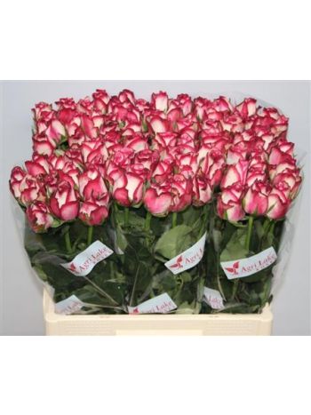 R GR PALOMA 60CM