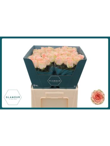 R GR DORIS DAY 60CM