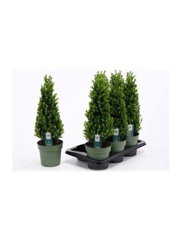 ILEX CRENATA JENNY PYRAMID