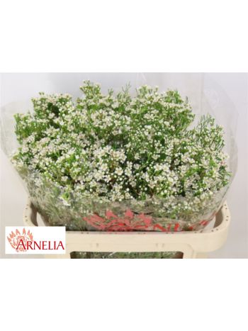CHAME UN PEARL BUTTO 70CM