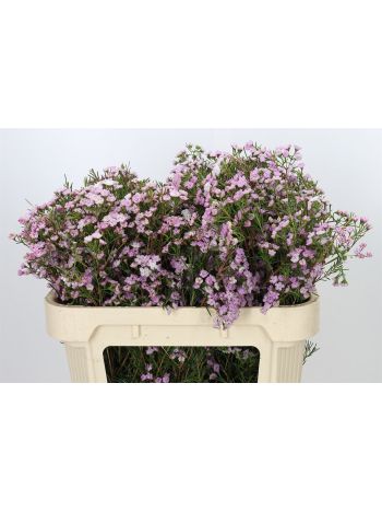 CHAME UN DANC QUEEN 70CM