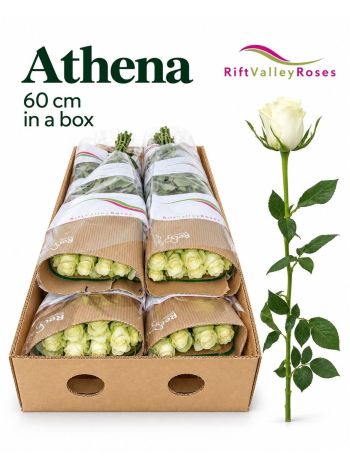 R GR ATHENA 60CM