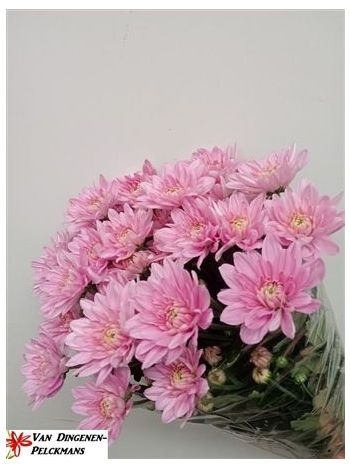 CHR T BALTICA PINK