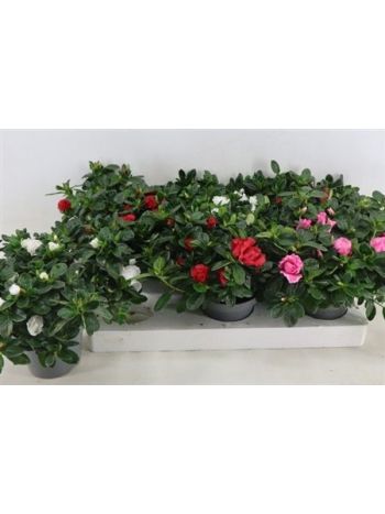 RHODO SI VOGEL GEM