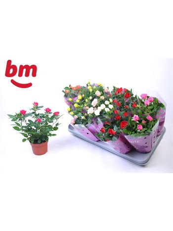 RO B MONDE GEM