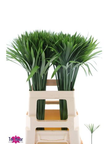 DECOGROEN GROOT BLAD