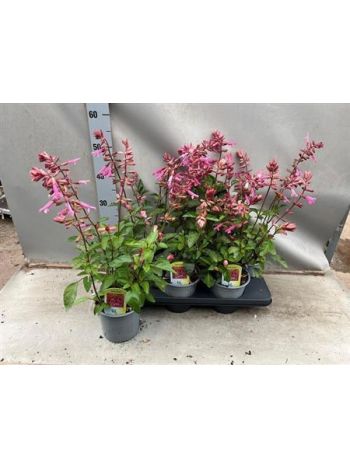 SALVIA LOVE AND WISH
