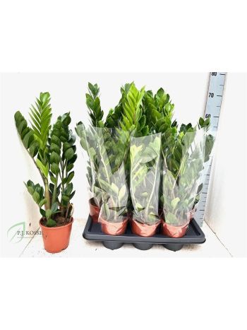 ZAMIOCULCAS ZAMIIFOL