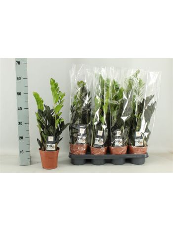 ZAMIOCULCAS RAVEN