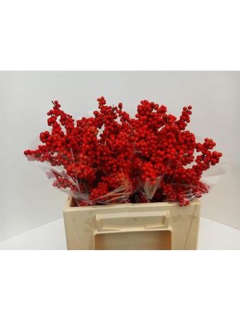 ILEX BES BRIT BUYS 40CM
