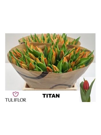 TU EN TITAN
