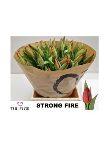 TU EN STRONG FIRE
