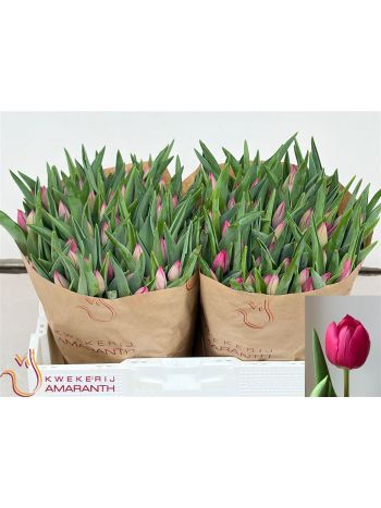 TU EN PINK ARDOUR