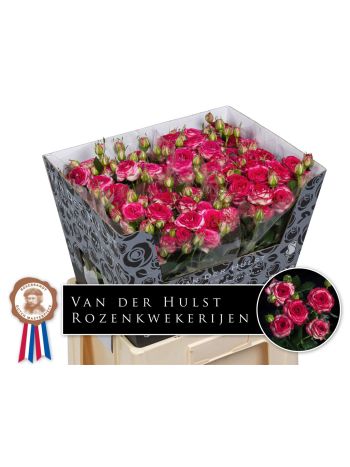 R TR ROSE BONBON! 60CM