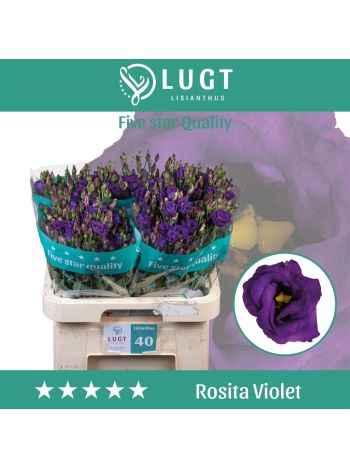EUS G ROSI VIOLET