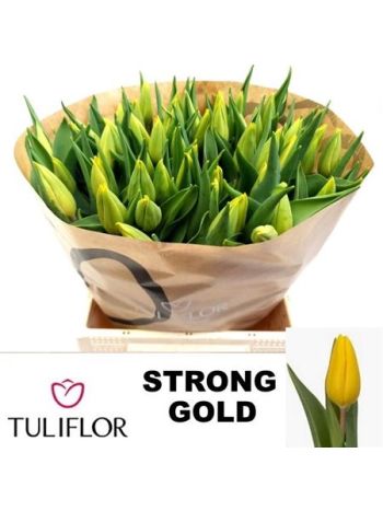 TU EN STRONG GOLD