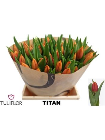 TU EN TITAN