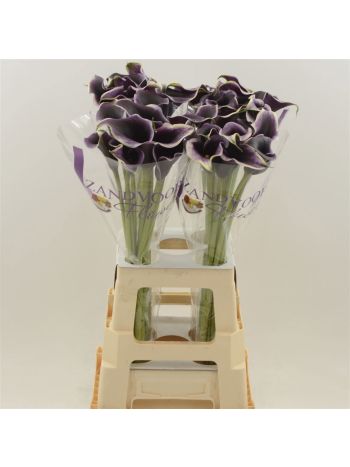 ZANT  DUBAI NIGHTS 70CM
