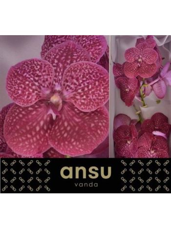 VANDA NI CRIMSO LOVE