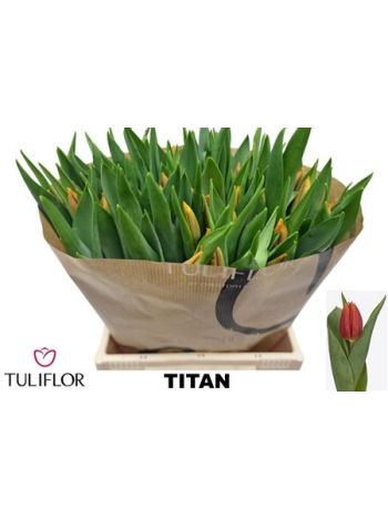 TU EN TITAN