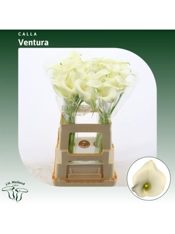 ZANT  CAPT VENTURA 65CM