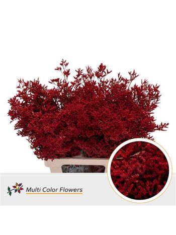 LIMONIUM OV KLB H% - SOFT PINK 70CM