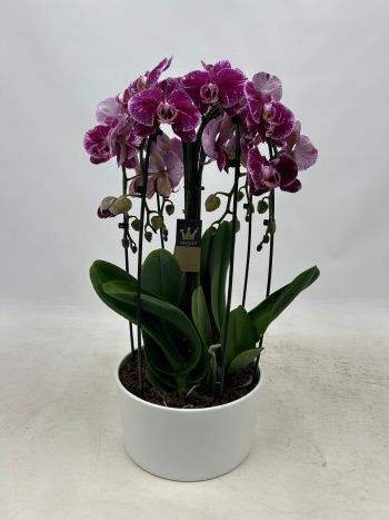 ZZ PHAL 6 ÁG KORONA