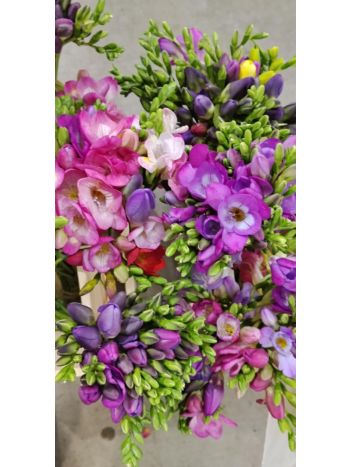 ZZ HU FRÉZIA LILA (V)