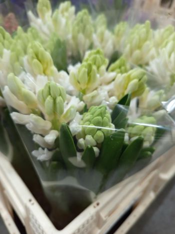 ZZ HU JÁCINT FEHÉR