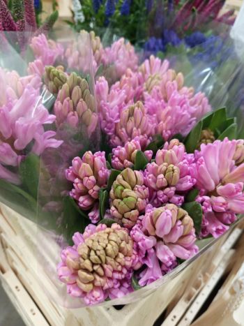 ZZ HU JÁCINT RSZÍN