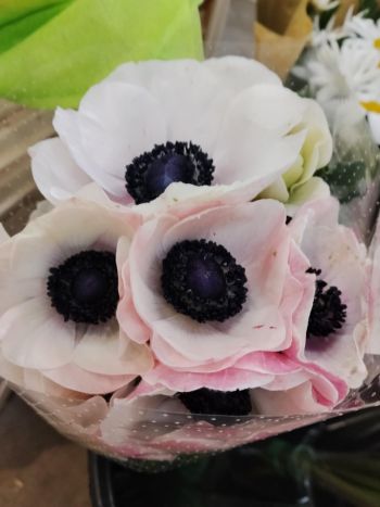 ZZ ITA LUC ANEMONE RSZÍN