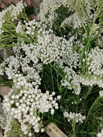 ZZ ITA LUC RIZSVIRÁG FEHÉR