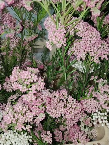 ZZ ITA LUC RIZSVIRÁG PINK