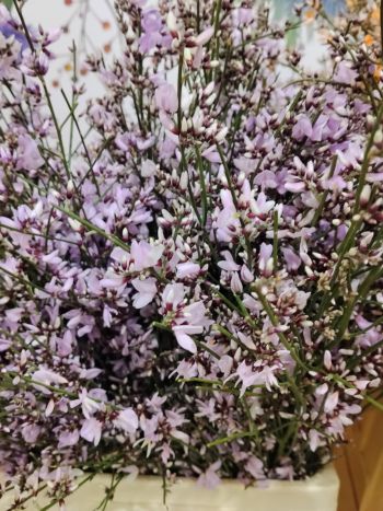 ZZ ITA LUC GINESTRA RSZÍN