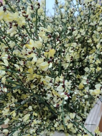 ZZ ITA LUC GINESTRA SÁRGA