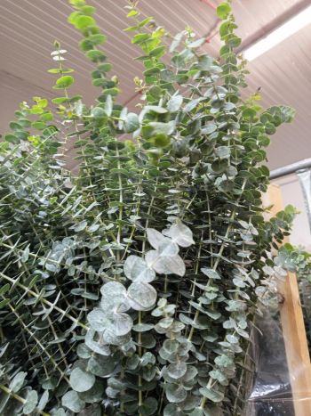 ZZ ITA LUC EUCA BABY KÖZEPES