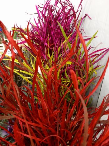 ZZ ITA LUC GREVILLEA SZÍNES