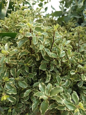 ZZ ITA LUC PITOS SILVER Q