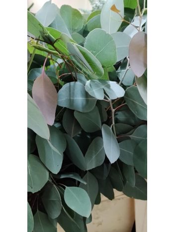 ZZ ITA LUC EUCA POPOLUS MED RÖVID