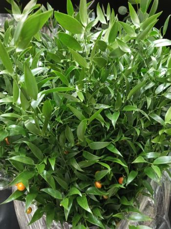 ZZ ITA LUC RUSCUS RÖVID