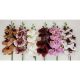 Orchidea ág 20568