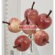 Alma pick x6 26514