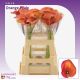ZANT ORANGE PRIDE 60CM