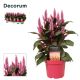 ZZ CELOSIA MERIDA PINK