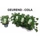PEL GEM WELRIEKEND COLA ILLATÚ