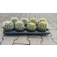 CACTUS GRUSONII HU RÁ