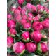 ZZ HU PAEONIA BELGRAVIA