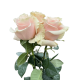 R EC6 PINK MONDIAL *25