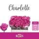 R GR5 TAN CHARLOTTE