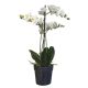 Selyemvirág Orchidea 3 ágú cserepes műanyag 67cm fehér CM359661